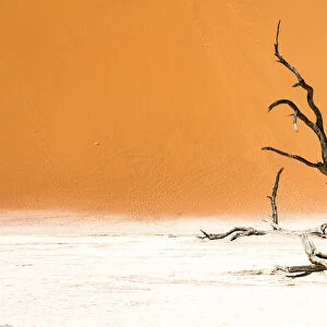 Dead trees below the dunes in Sossusvlei in Namibia