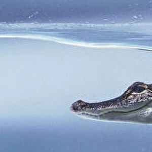American alligator (Alligator mississippiensis) underwater, swimming, side view