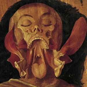 Anatomy of head by Hieronymus Fabricius ab Aquapendente, illustration