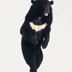 Asian Black Bear (Ursus thibetanus) with white stripe across chest, standing on hind legs