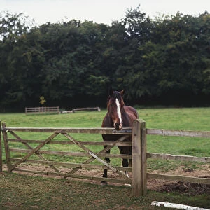 Brown Horse (Equus caballus) with white stripe on its head standing by field gate, front view