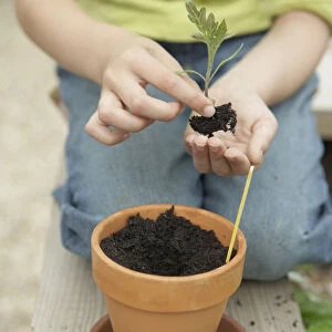 Child planting tomato seedling
