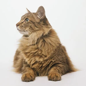 Chocolate Tabby Angora Cat l(Felis catus) lying down and looking to the side, front view