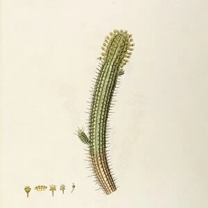 Corncob Plant (Euphorbia mammillaris), Euphorbiaceae, indoor or temperate greenhouse succulent plant, native to Southern Africa, watercolor, 1806-1812
