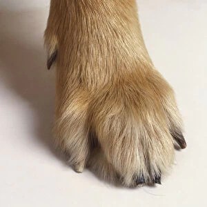 Dogs paw, close up