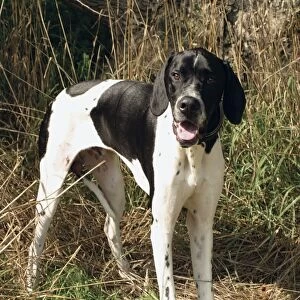 English Pointer dog with short black and white coat, standing in grass