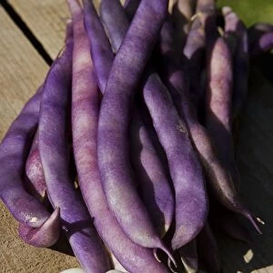 French beans Blue Coco, purple pods and white beans