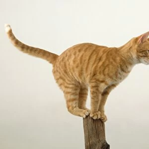A ginger tabby Cat (Felis catus) perched on the top point of a wooden post, side view