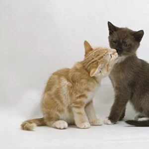 Ginger tabby kitten and brown and white kitten play-fighting
