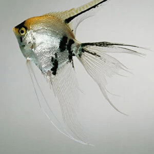 Gold marbled veiltail (Pterophyllum scalare), silver, gold and black angelfish with long fins, side view