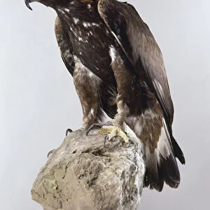 Golden eagle sitting on rock