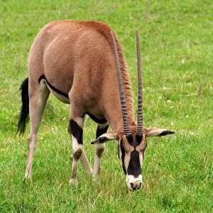 Oryx Gazella Beisa