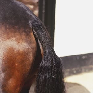 Plaited dock of tail of brown Horse (Equus caballus), side view