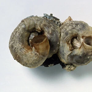 Scaly worm shell (Serpulorbis imbricata)