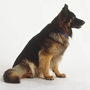 Sitting German Shepherd Dog (Canis familiaris), side view