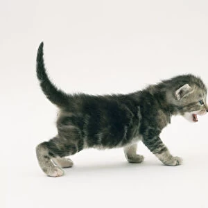 A small brown kitten walking well