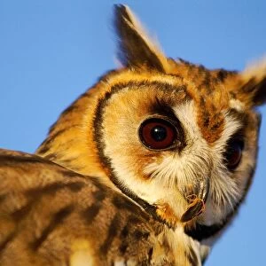 Striped Owl. Asio Clamator