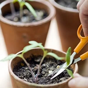 Thinning out tomato plant seedlings using scissors
