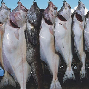USA, Alaska, Seward, halibut weigh in, close up