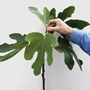 Using fingers to pull away soft shoots from a fig tree, close-up