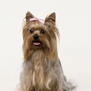 A Yorkshire terrier wearing a pink bow