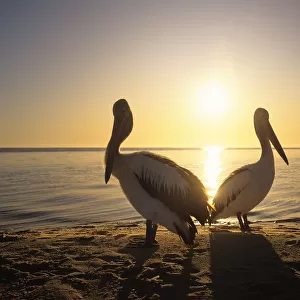 Australian Pelicans (Pelecanus conspicillatus) on coast, sunrise