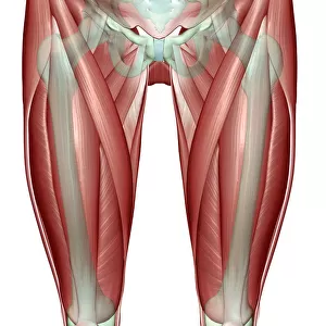 adductor longus, anatomy, front view, hip, hip muscles, human, iliacus, illustration