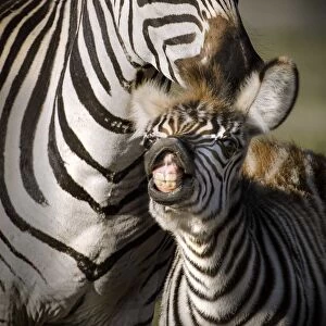 Adult and baby zebra