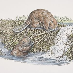 Two American Beavers (castor canadensis) building dam, one perched on top of dam and another in water, side view