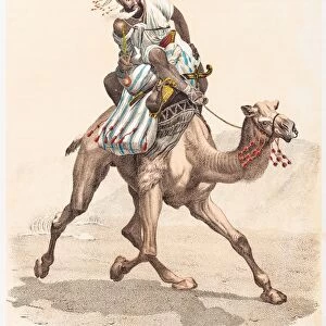 Arabian camel engraving 1853