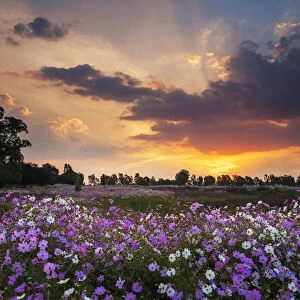 Beautiful Pink and White Wild Cosmos Wild Flowers Blooming in a Large Field at Sunset, Magaliesburg, Gauteng Province, South Africa