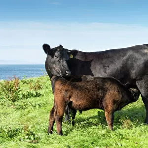 Cattle Collection: Black Angus