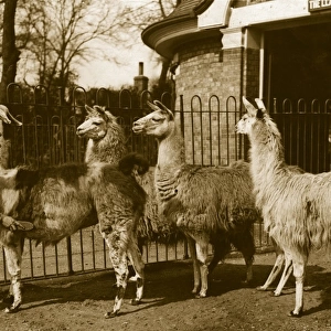 Brushing Llamas