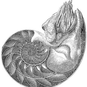 Chambered Nautilus (Nautilus Pompilius)