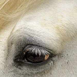 Close-up of the eye of a Camargue horse, Camargue, France, Europe