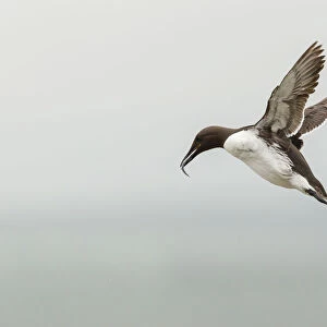 Common Guillemot -Uria aalge-, in flight, Farne Islands, Northumberland, England, United Kingdom