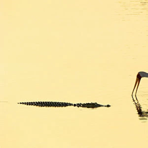 Crocodile & Yellow-billed Stork, South Luangwa NP
