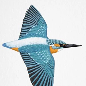 European Kingfisher, Common Kingfisher (Alcedo atthis), adult male