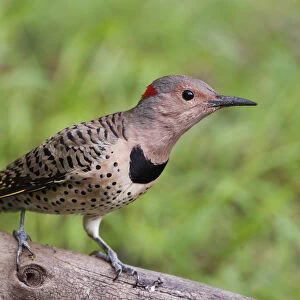 Female yellow-shafted flicker alert