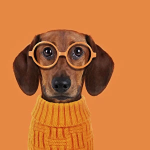 Funny dog with orange glasses