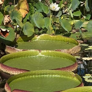 Giant leaves of the Santa Cruz Water Lily or Irupe -Victoria cruziana-, Lotus Flower -Nelumbo nucifera- at the back, Bavaria, Germany