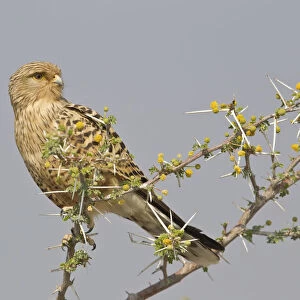 Greater Kestrel or White-eyed Kestrel -Falco rupicoloides-, Etosha National Park, Namibia