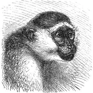 Green monkey (Cercopithecus sabaeus)
