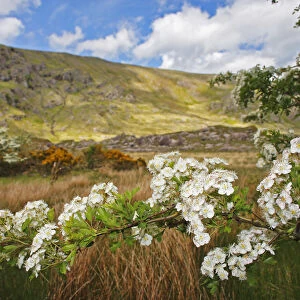 Hawthorn Tree Flowers In The Gap Of Dunloe Valley Outside Killarney