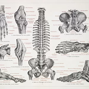 The human skeleton engraving 1895