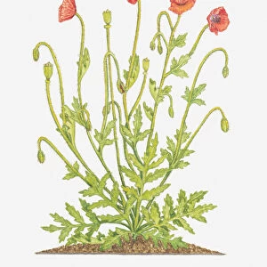 Illustration of Papaver rhoeas (Common poppy)