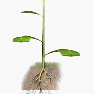 Illustration of a plants roots absorbing water