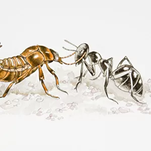 Illustration of Rove Beetle (Staphylinidae) fighting with Ant (Formicidae)