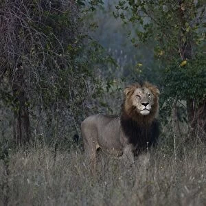Lion -Panthera leo-, maned lion, alert, South Africa