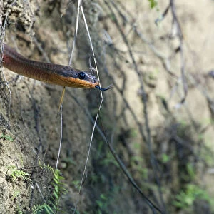 Neotropical Bird Snake or Dos Cocorite -Pseustes poecilonotus-, Dos Brazos, Osa Peninsula, Puntarenas Province, Costa Rica, Central America